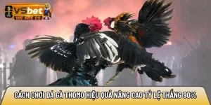 Cách chơi đá gà Thomo